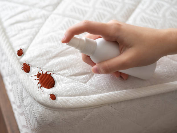 Flea Control Services in Lakeside, TX