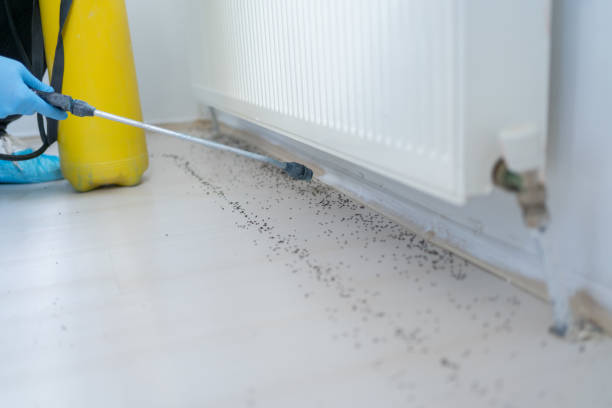 Best Ant Control Services  in Lakeside, TX
